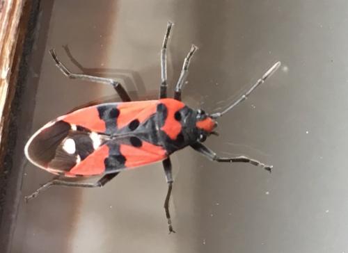Lygaeus sp.
